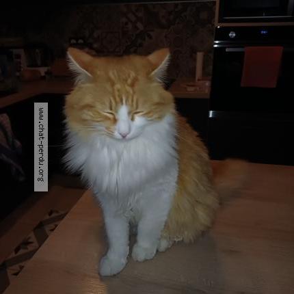 Photo 1/1 Balek Chat lost in Barcelonne du gers