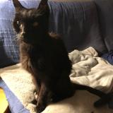 Picture of cat lost at Lyonnel