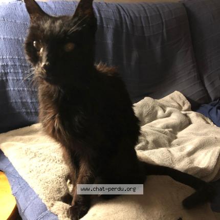 Photo 1/1 Boston Chat lost in Lyonnel