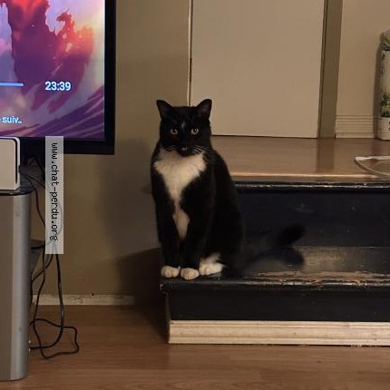 Photo 1/1 Reunited cat Lost in Laval