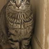 Picture of cat lost at Epinay Sur Seine