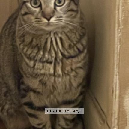 Photo 1/1 Mowgli Chat lost in Epinay sur seine