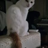 Picture of cat lost at Bischheim