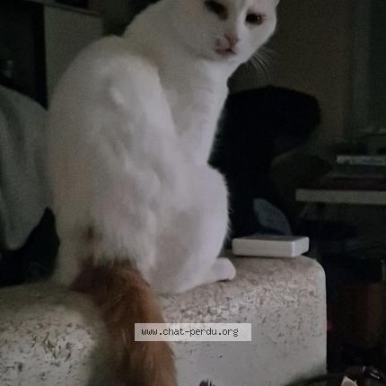 Photo 1/1 Pichnette Chat lost in Bischheim