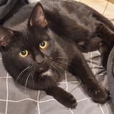 Picture of cat found at Bagnolet