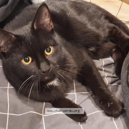 Photo 1/1 Found cat Found in Bagnolet