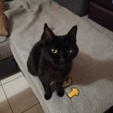 Picture of cat lost at Moret Loing Et Orvanne