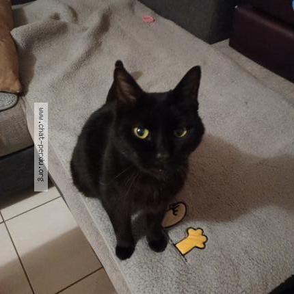 Photo 1/1 Helios telier Chat lost in Moret loing et orvanne