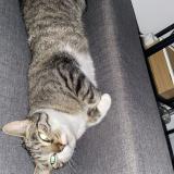 Picture of cat lost at Mimizan Plage