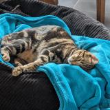 Picture of cat lost at Watsonville