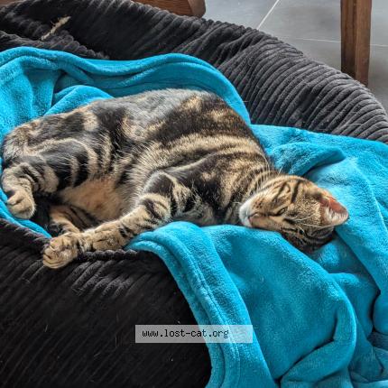 Photo 1/1 Ollie Chat lost in Watsonville