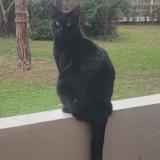 Picture of cat lost at Verneuil Sur Seine