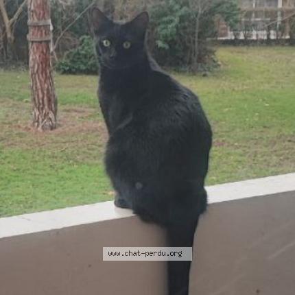 Photo 1/1 Samba Chat lost in Verneuil sur seine