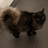 Picture of cat lost at Saint Marcel Sur Aude