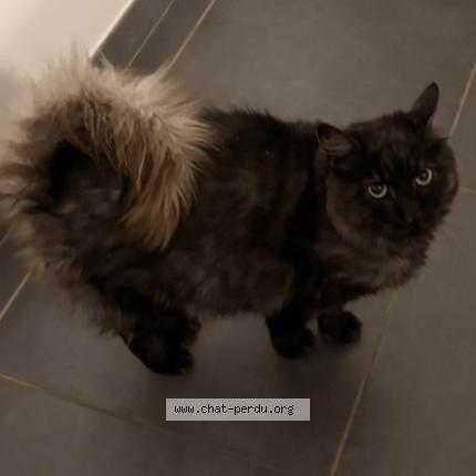 Photo 1/1 Jazz Chat lost in Saint marcel sur aude