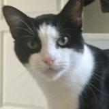 Picture of cat lost at Lisieux