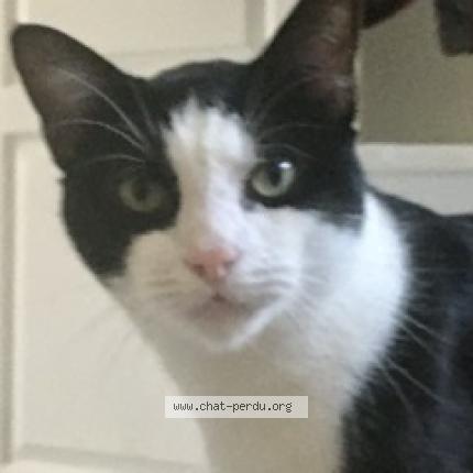 Photo 1/1 ' Chat lost in Lisieux