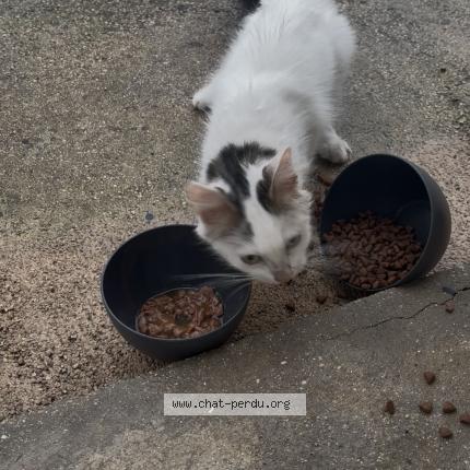 Photo 1/1 Found cat Found in Iverny