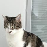 Picture of cat lost at La Verpilliere