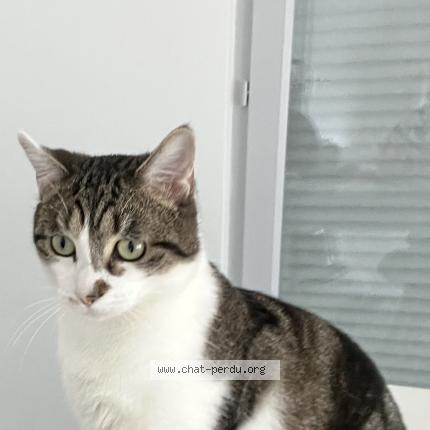 Photo 1/1 Simba Chat lost in La verpilliere