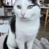 Picture of cat lost at Bruz