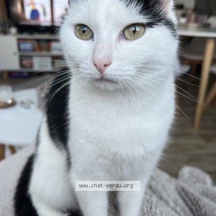 Photo 1/1 Olympe Chat lost in Bruz