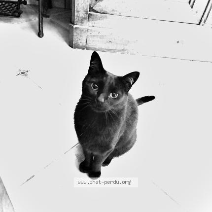 Photo 1/1 Gaia Chat lost in Mauguio