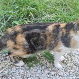 Picture of cat lost at Barjac