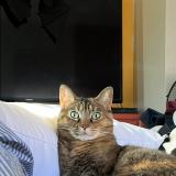 Picture of cat lost at Phoenix