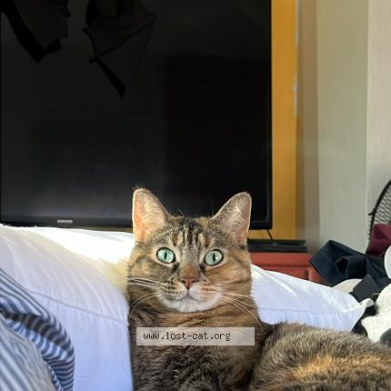 Photo 1/1 Mochi Chat lost in Phoenix