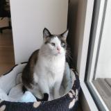 Picture of cat lost at Nanterre