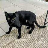 Picture of cat lost at Saint Esteve