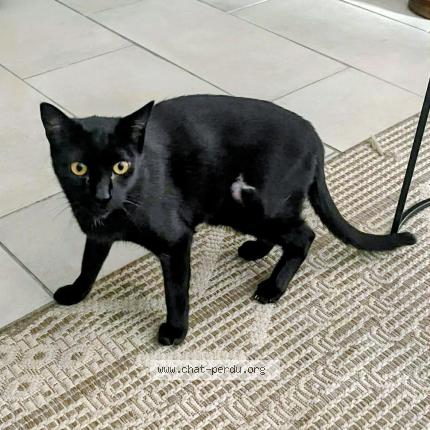 Photo 1/1 Reveillon Chat lost in Saint esteve