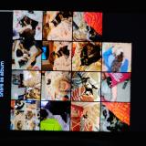 Picture of cat lost at Independence