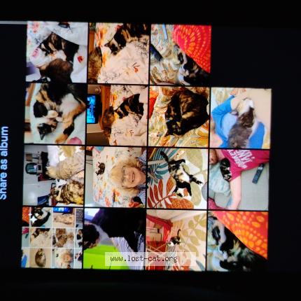 Photo 1/1 Loki Chat lost in Independence