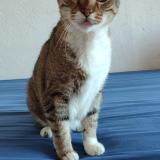 Picture of cat lost at Trebes