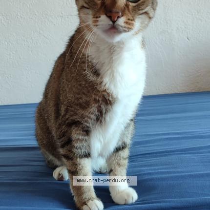 Photo 1/1 Chichoul Chat lost in Trebes