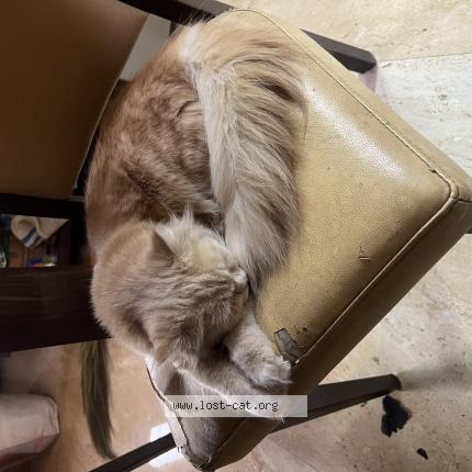 Photo 1/1 Lucy Chat lost in Solapur