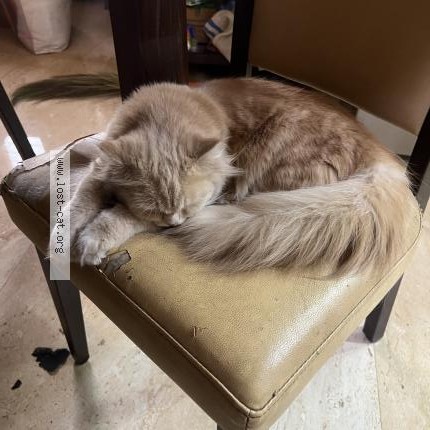 Photo 1/1 Lucy Cat lost in Solapur