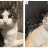 Picture of cat lost at Quincay