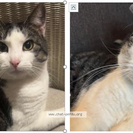 Photo 1/1 Miminette Chat lost in Quincay