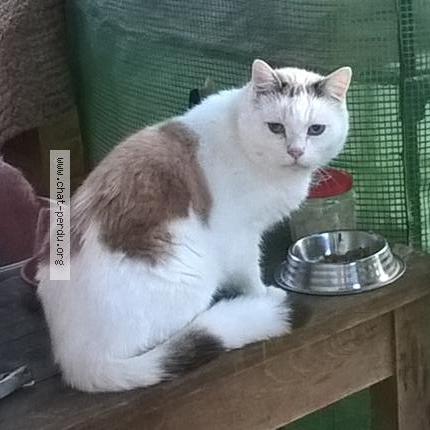 Photo 1/1 Found cat Found in Saint paul en foret