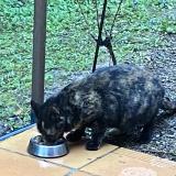 Picture of cat found at Aix En Provence