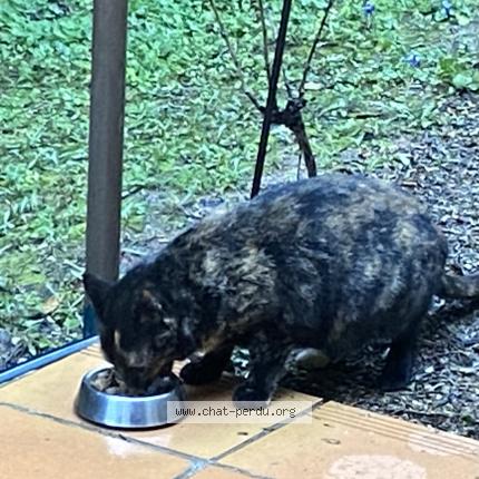 Photo 1/1 Found cat Found in Aix en provence