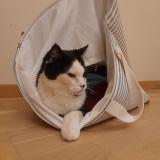 Picture of cat lost at Coquainvilliers