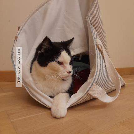 Photo 1/1 DIEGO Chat lost in Coquainvilliers