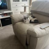 Picture of cat lost at Mericourt