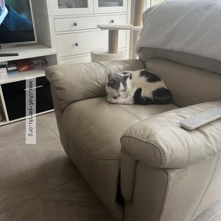 Photo 1/1 Sunny Chat lost in Mericourt