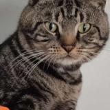 Picture of cat lost at Cambrai