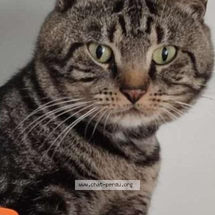 Photo 1/1 Gribouille Chat lost in Cambrai